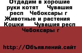 Отдадим в хорошие руки котят. - Чувашия респ., Чебоксары г. Животные и растения » Кошки   . Чувашия респ.,Чебоксары г.
